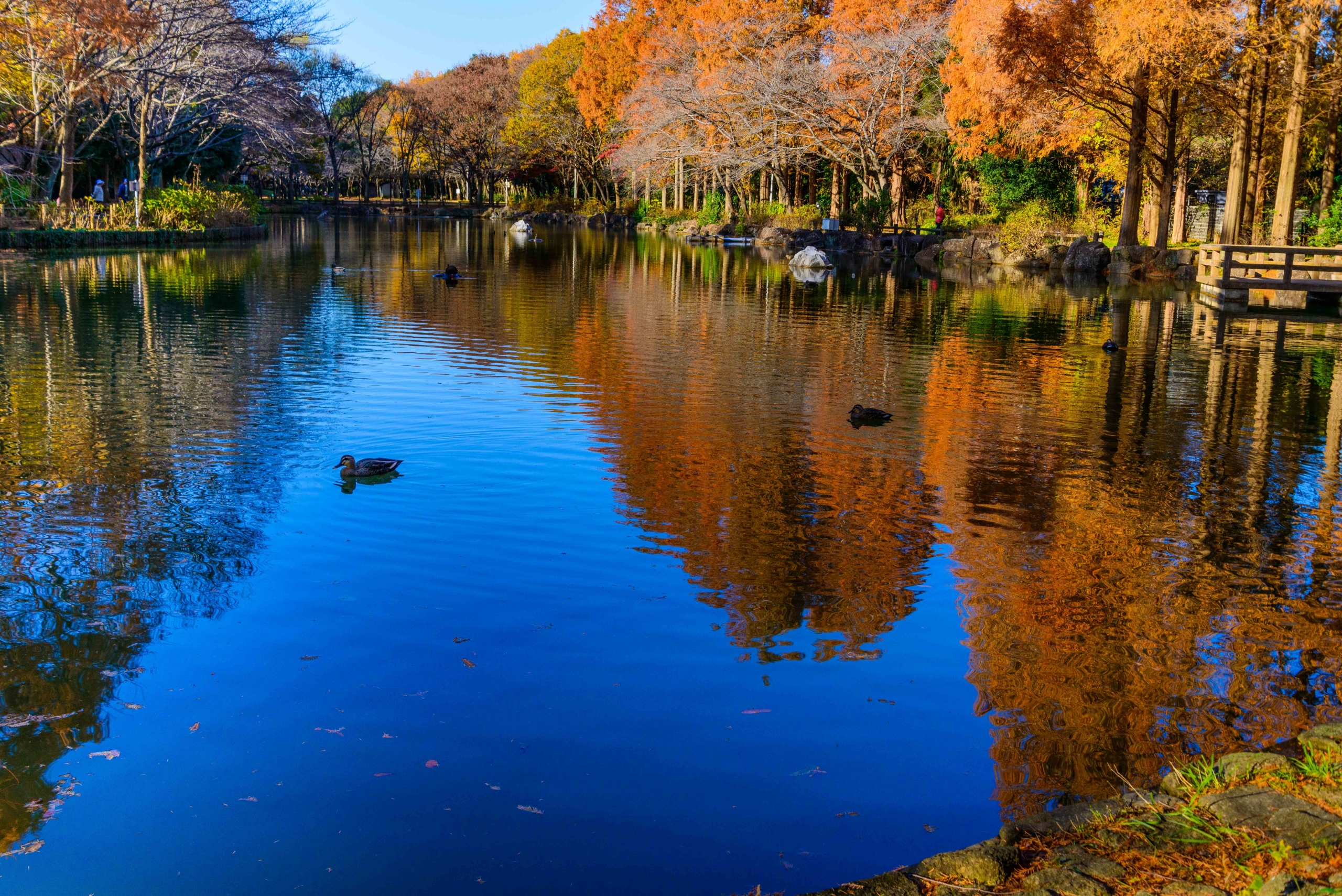 あの美しい池をもう一度 | 鎌ケ谷オンライン